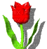 Tulipe rouge qui se balance - Free animated GIF