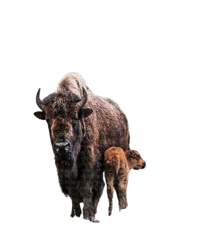 bison - Free PNG