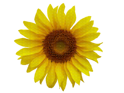 Sonnenblume - δωρεάν png