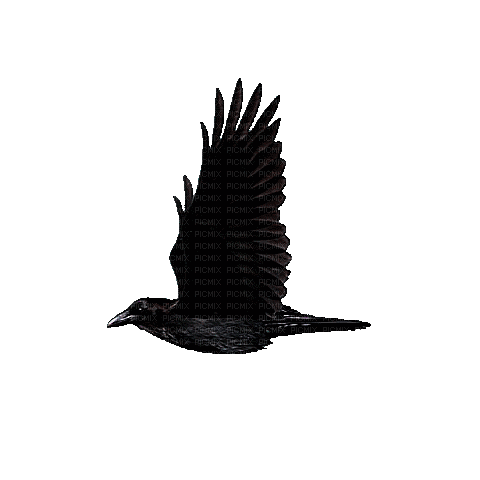 animals crow nancysaey - 無料のアニメーション GIF