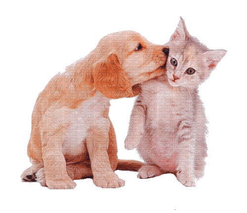 dog and cat milla1959 - Бесплатный анимированный гифка