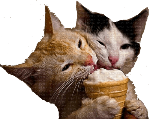 Kittens eating ice cream png - gratis png