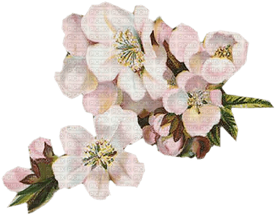 Flowers pink bp - ücretsiz png