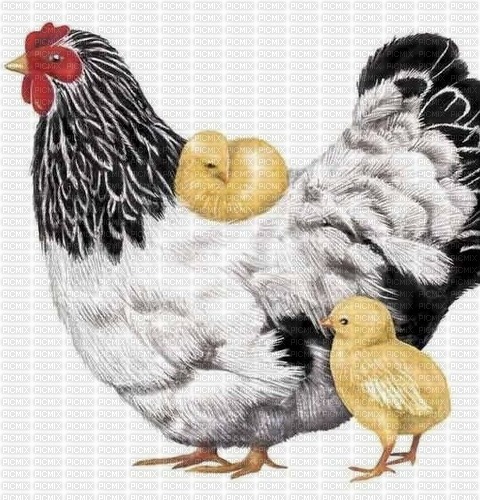 chick with babies - besplatni png