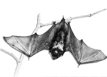soave deco bat gothic halloween black white - ilmainen png