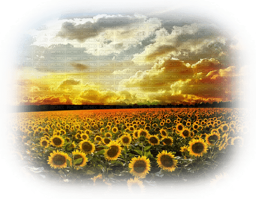 Landschaft, Sonnenblumen, Feld - png gratis