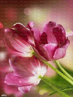 Tulip - Безплатен анимиран GIF
