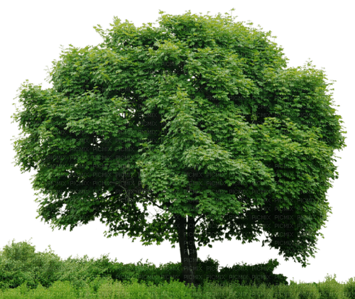 arbre - PNG gratuit