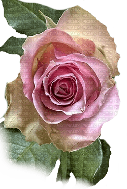 Roses dm19 - 免费PNG
