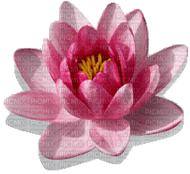 lotus - png grátis