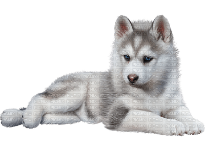 Siberian Husky - безплатен png