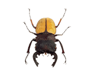 beetle - zdarma png