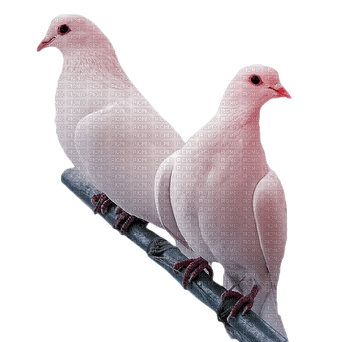 birds vögel milla1959 - PNG gratuit