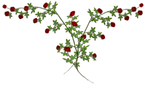 minou-red-flower - png grátis