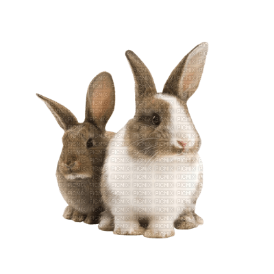 bunny - bezmaksas png