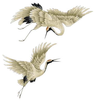 loly33 oiseaux asiatique - png grátis