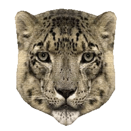 snow leopard bp - GIF animé gratuit