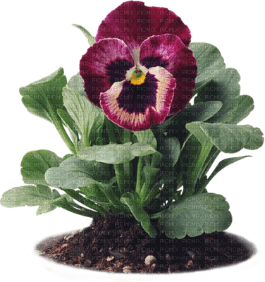 pansy flowers bp - png gratuito
