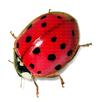 insectos dubravka4 - 免费PNG