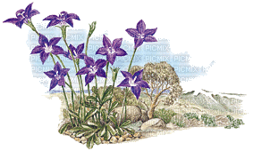 Australian native flowers bp - Бесплатный анимированный гифка