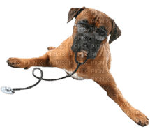 Veterinary clinic bp - PNG gratuit