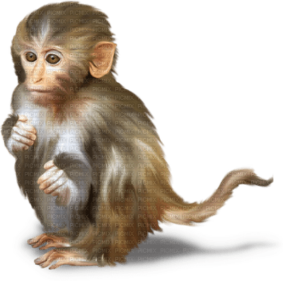 Kaz_Creations Animals Monkey - безплатен png