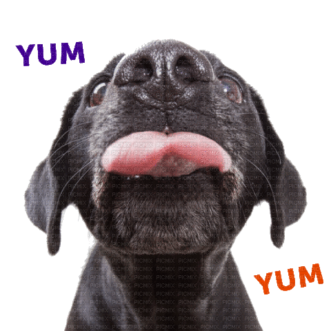 Dog Food Wink - GIF animé gratuit