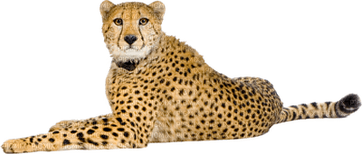 cheetah bp - ingyenes png