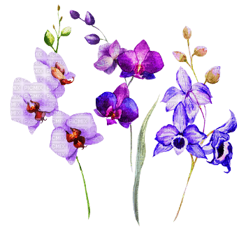 soave deco  flowers spring  garden purple green - δωρεάν png
