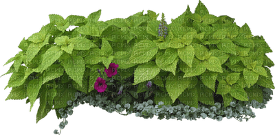 plant - ücretsiz png