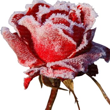 Red Winter Rose Gif  - Bogusia - Free animated GIF