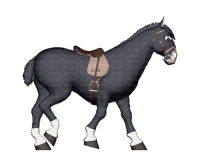 aze cheval s34 noir black blanc White - 無料のアニメーション GIF