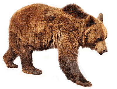 karhu, bear - kostenlos png