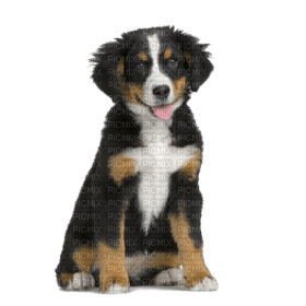 Kaz_Creations Dog Pup - 無料png