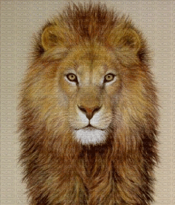 Rena animated Lion Löwe Hintergrund - Besplatni animirani GIF