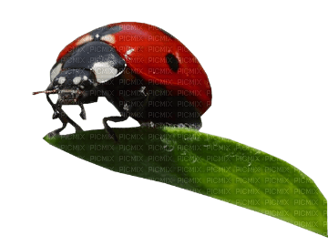 Kaz_Creations Ladybug 🐞 - 無料png