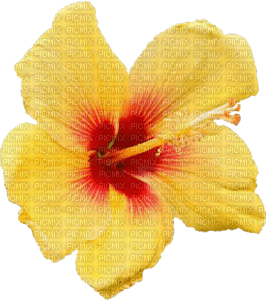 Kaz_Creations Colours Deco Flower - 免费PNG