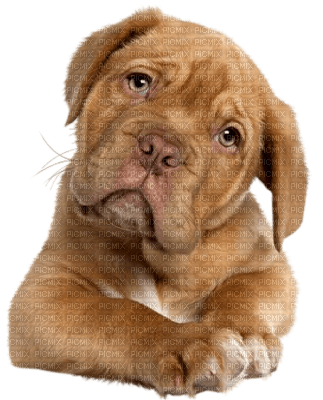 Tube Animaux Chien - png gratuito