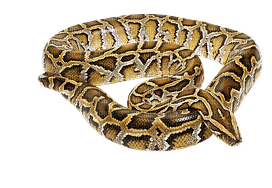 käärme, snake - PNG gratuit
