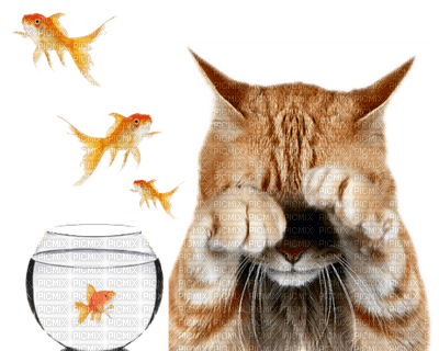 cat katze chat animal tube fun sweet fish glass poisson fisch - δωρεάν png