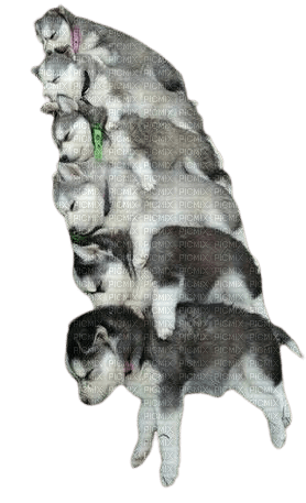 Chiens - 免费PNG