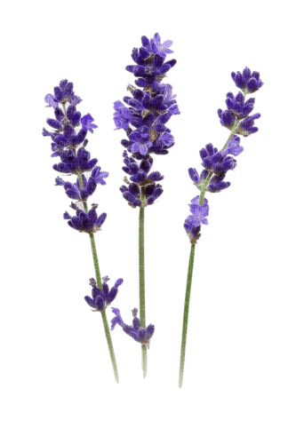 Lavender - PNG gratuit