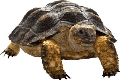 Tortue - δωρεάν png