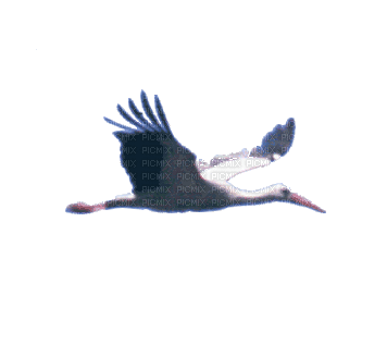 Птица - Darmowy animowany GIF