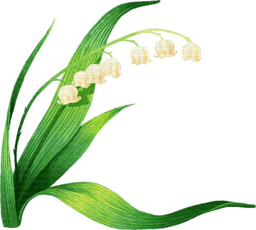 lily of the valley Bb2 - gratis png