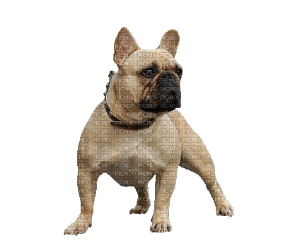 Bulldog Francês - Animovaný GIF zadarmo