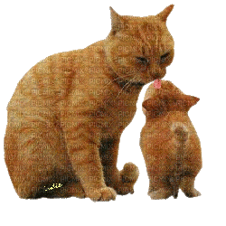 Mother Cat Kitten Kiss - Kostenlose animierte GIFs