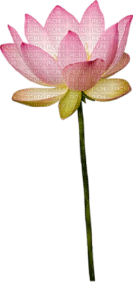 chantalmi fleur rose nénuphar lotus - png gratuito