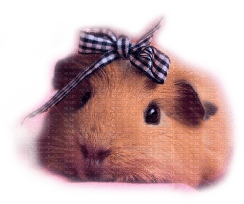 Y.A.M._Animals Guinea pig - zdarma png