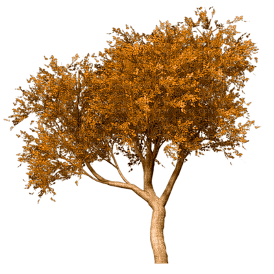 tree anastasia - gratis png